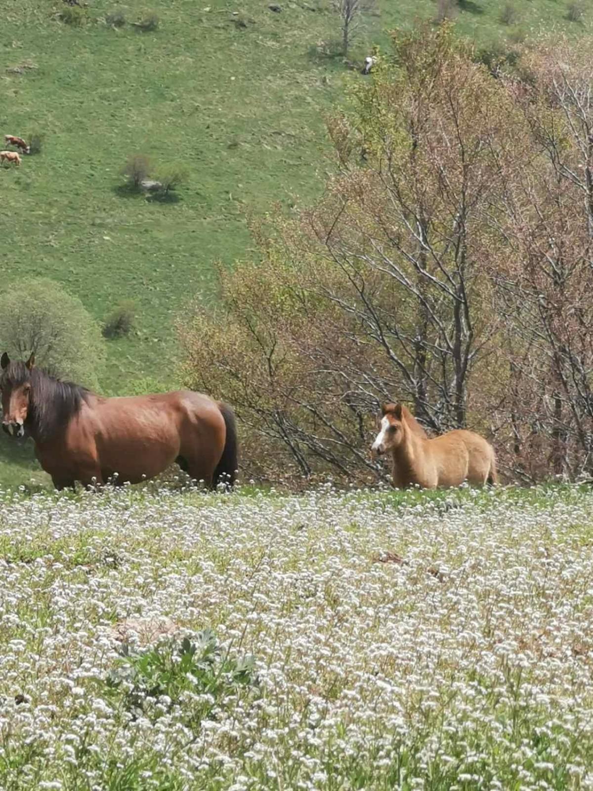 Std Cvetkovic Bed & Breakfast Crni Vrh Dış mekan fotoğraf